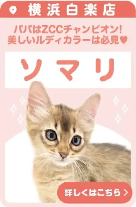 白楽店おすすめベイビーソマリ