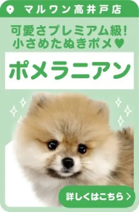 高井戸店おすすめベイビーポメラニアン