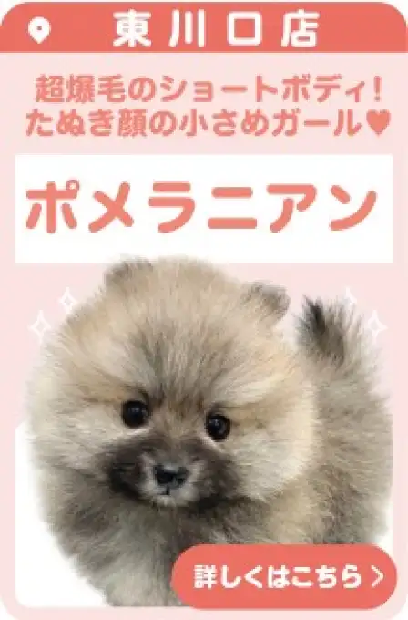 東川口店おすすめベイビーポメラニアン