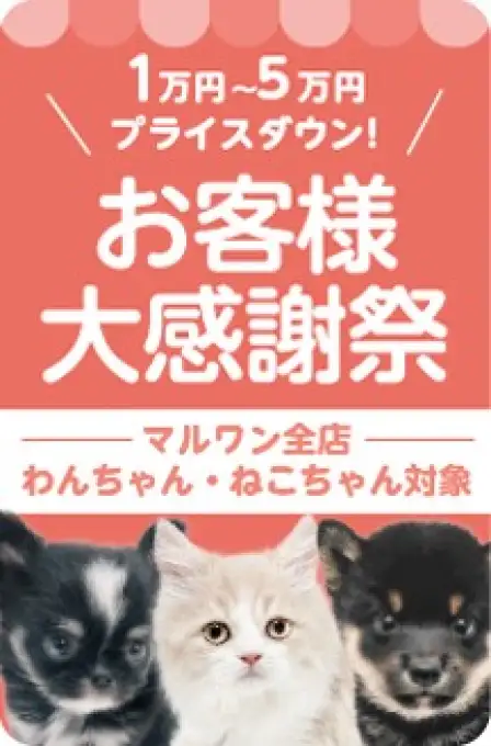 お客様大感謝祭