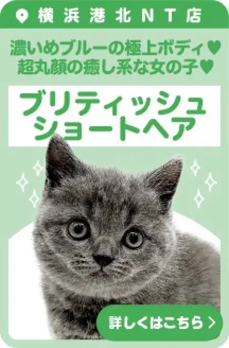 港北NT店おすすめベイビーブリティッシュショートヘア