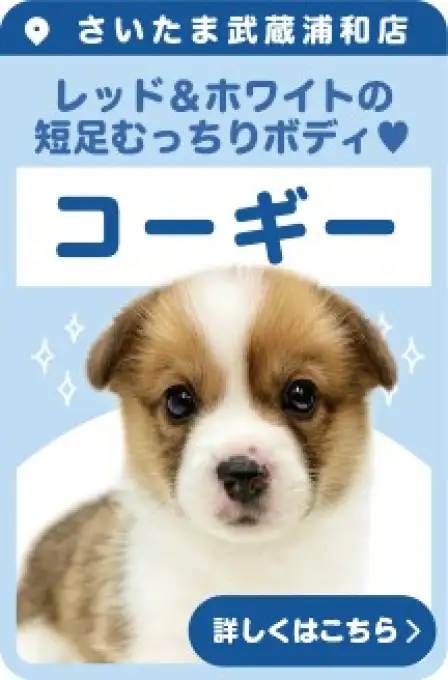 武蔵浦和店おすすめベイビーコーギー