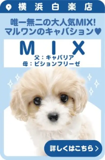 白楽店おすすめベイビーMIX