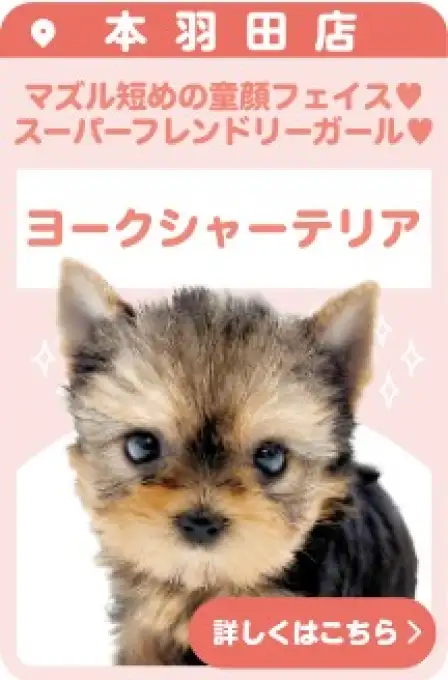 本羽田店おすすめベイビーヨークシャーテリア
