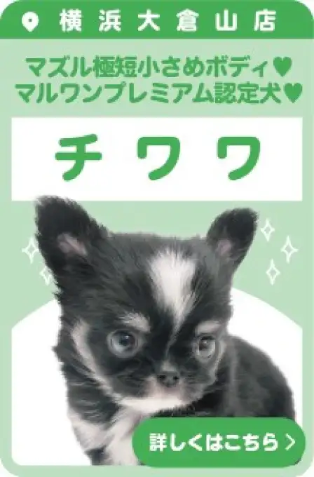 大倉山店おすすめベイビーチワワ