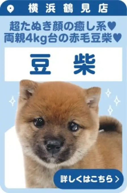 鶴見店おすすめベイビー豆柴