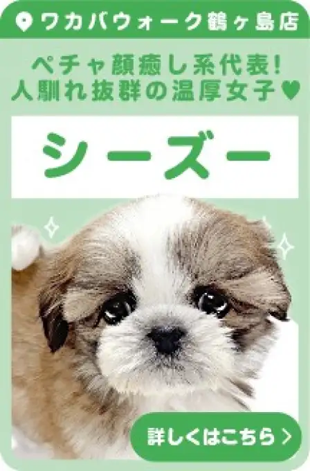鶴ヶ島店オススメシーズー