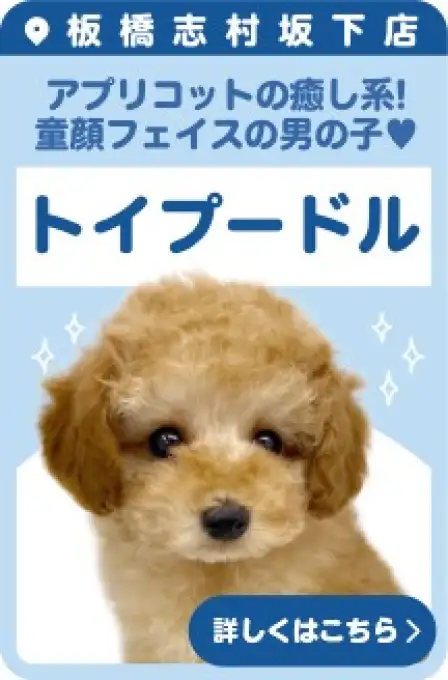 志村坂下店おすすめベイビートイプードル