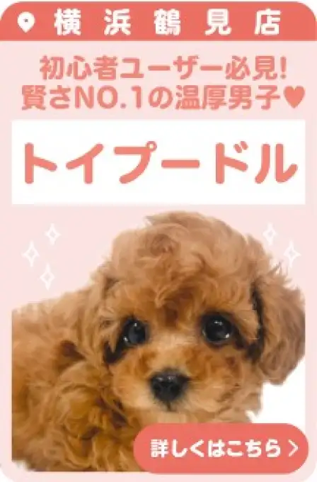 鶴見店おすすめベイビートイプードル