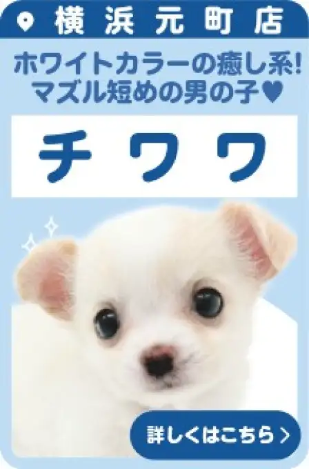 元町店おすすめベイビーチワワ