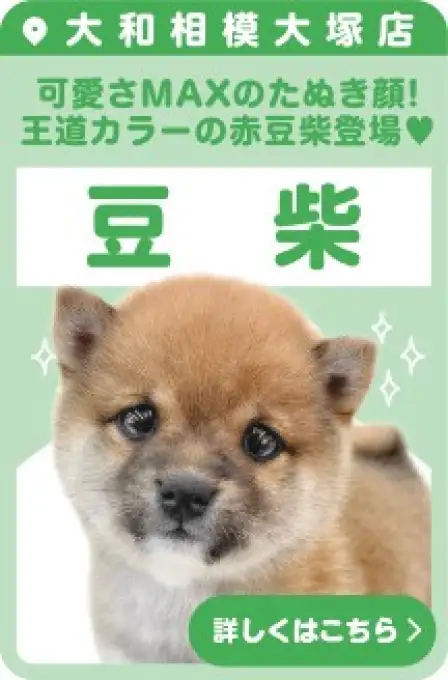 相模大塚店おすすめベイビー豆柴