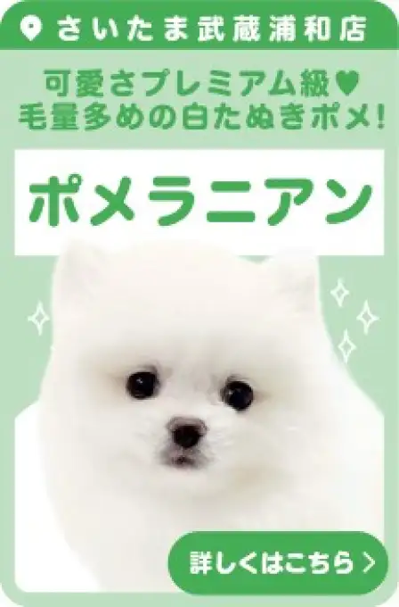 わんわん@プロフ確認 ページ ペッツワン 阿見店 | フレンチ・ブルドッグの詳細情報 | 子犬・子猫