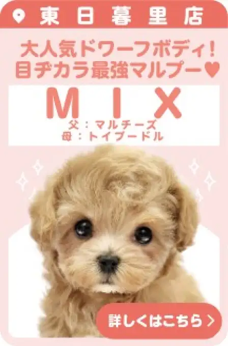 東日暮里店おすすめベイビーMIX