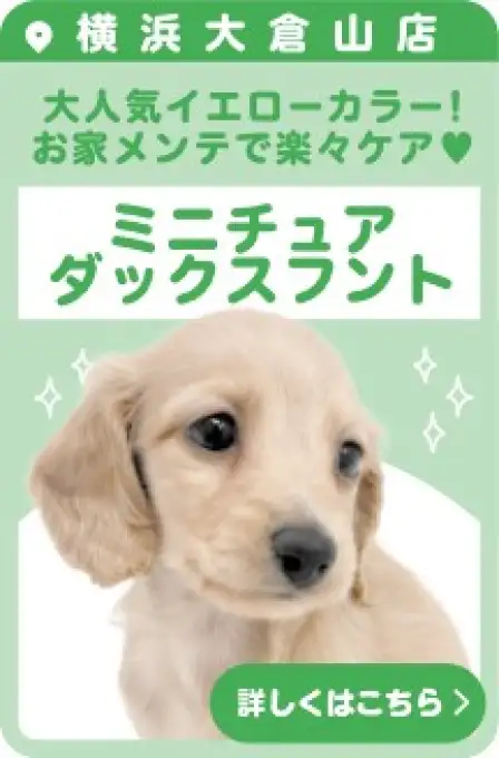 大倉山店おすすめベイビーダックス