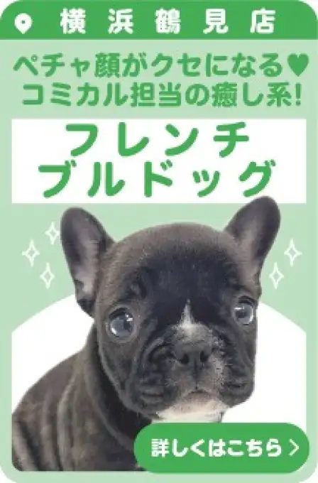 鶴見店おすすめベイビーフレンチブルドッグ
