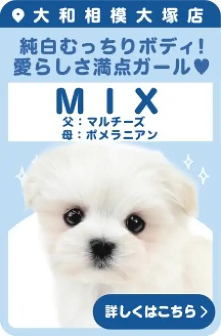 相模大塚店おすすめベイビーMIX