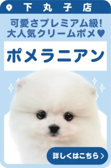 下丸子店おすすめベイビーポメラニアン