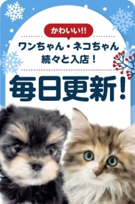 毎日更新スライド