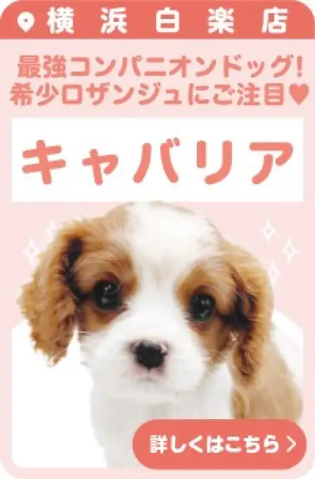 白楽店おすすめベイビーキャバリア