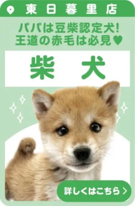 東日暮里店おすすめベイビー柴犬