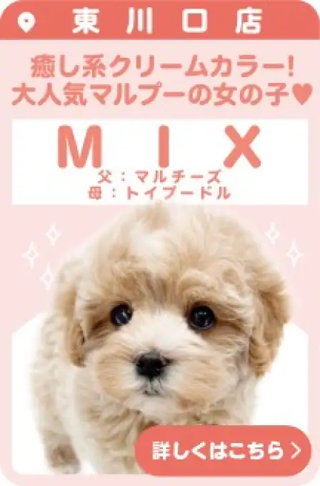 東川口店おすすめベイビーMIX