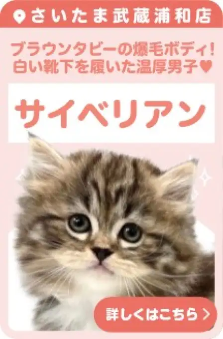 武蔵浦和店おすすめベイビーサイベリアン