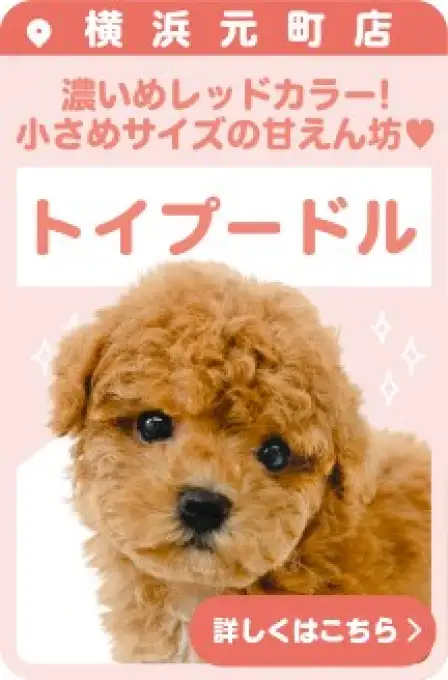 元町店おすすめベイビートイプードル