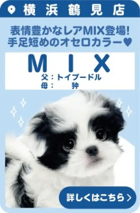 鶴見店おすすめベイビーMIX