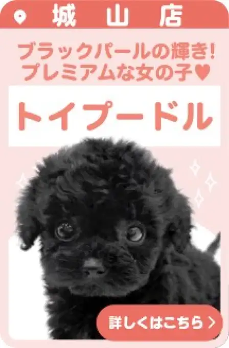 城山店おすすめベイビートイプードル