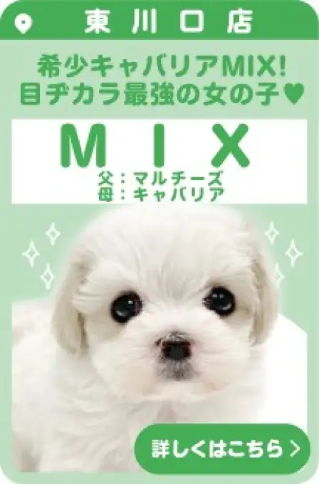 東川口店おすすめベイビーMIX