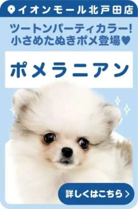 北戸田店おすすめベイビーポメラニアン