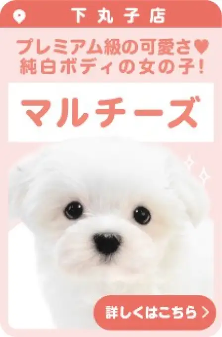 下丸子店おすすめベイビーマルチーズ