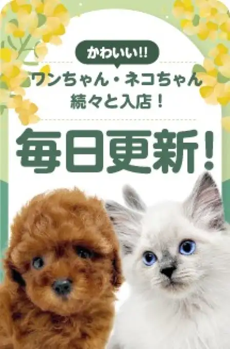 毎日更新スライド