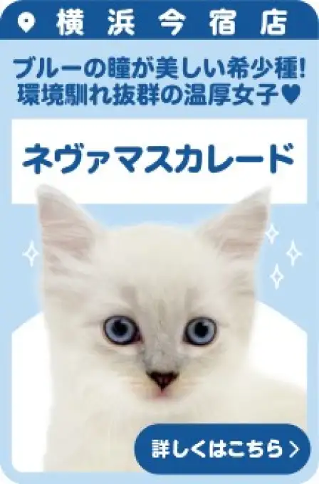 今宿店おすすめベイビーネヴァマスカレード