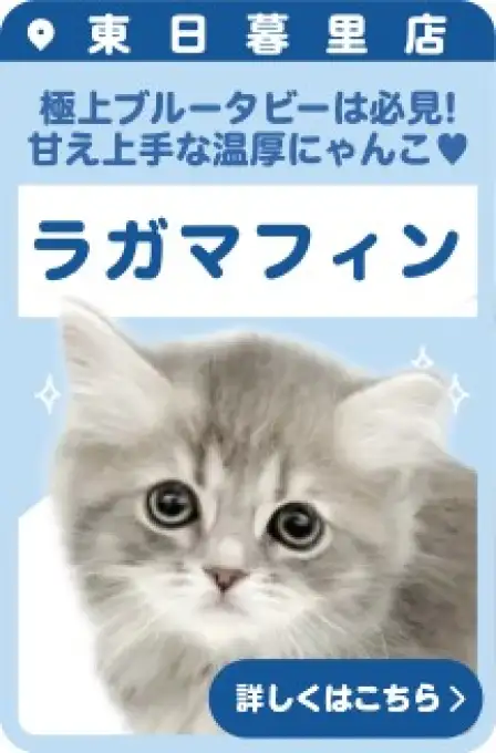 東日暮里店おすすめベイビーラガマフィン