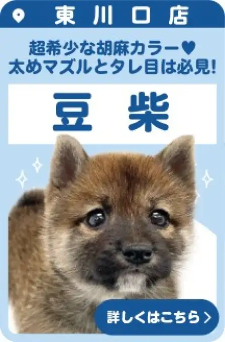 東川口店おすすめベイビー豆柴