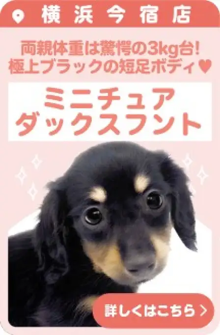 今宿店おすすめベイビーミニチュアダックスフント