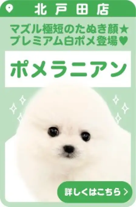 北戸田店おすすめベイビーポメラニアン