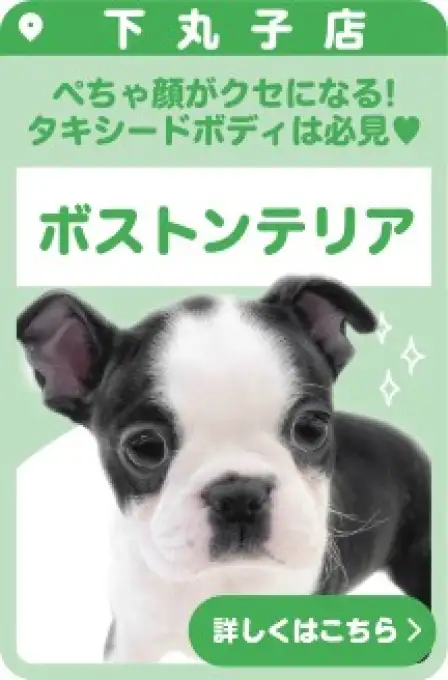 下丸子店おすすめベイビーボストンテリア