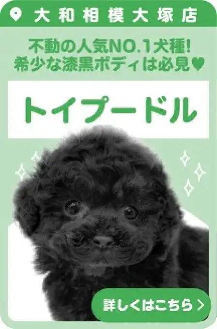 相模大塚店おすすめベイビートイプードル