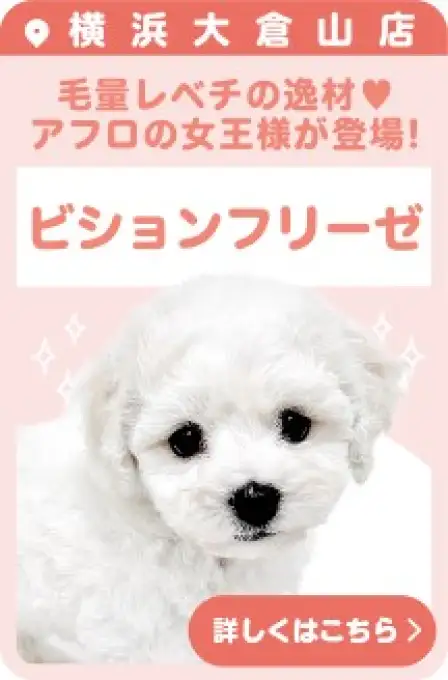 大倉山店おすすめベイビービションフリーゼ