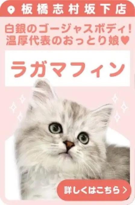 志村坂下店おすすめベイビーラガマフィン