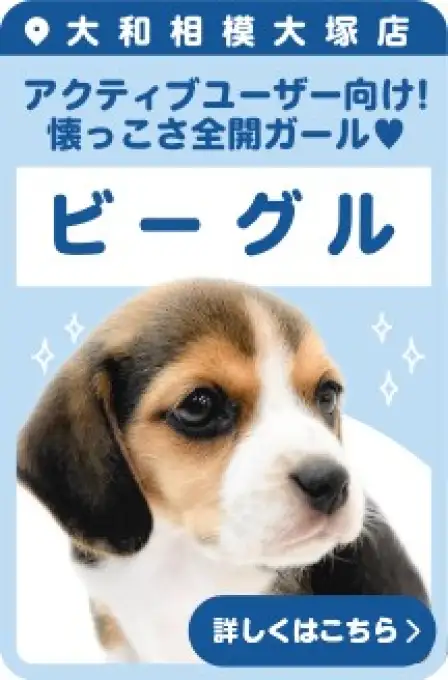 相模大塚店おすすめベイビービーグル