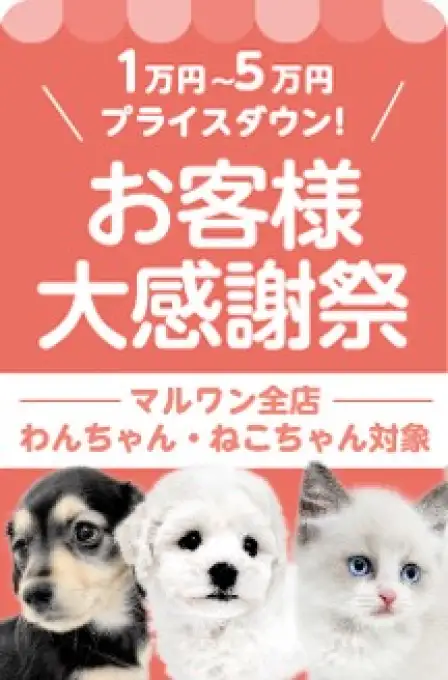 新春大感謝祭