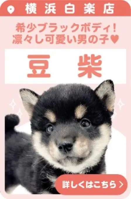 白楽店おすすめベイビー豆柴