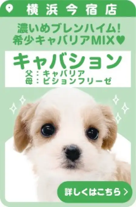 今宿店おすすめベイビーMIX