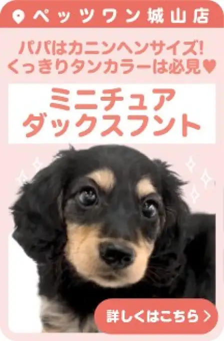 城山店おすすめベイビーミニチュアダックスフント