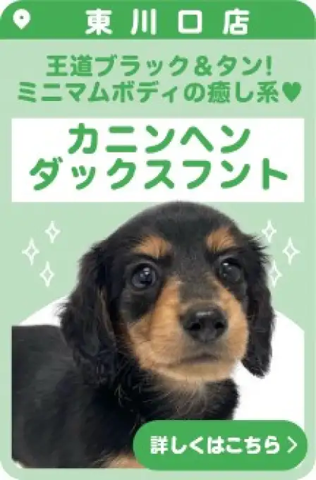 東川口店おすすめベイビーカニンヘンダックスフント