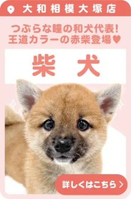 相模大塚店おすすめベイビー柴犬
