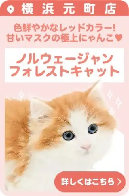 元町店おすすめベイビーノルウェージャンフォレストキャット